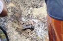 HANGUS: Tangkapan layar video yang memperlihatkan seorang pria dalam kondisi tubuh terbakar (SC: Video WhatsApp)